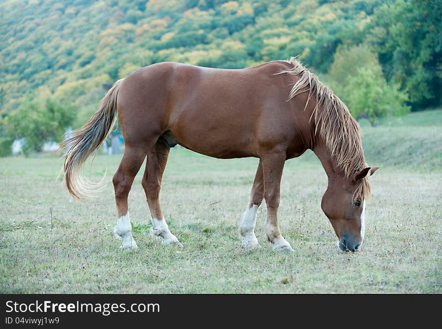 Beautiful horse walk freely on green meadow. Beautiful horse walk freely on green meadow