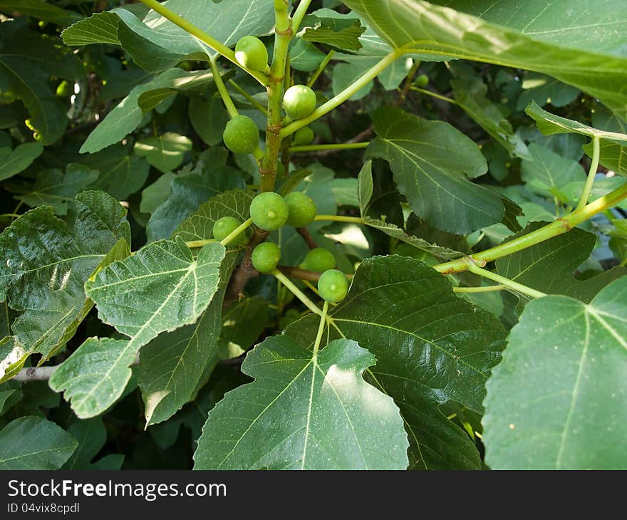 Leaves and fruit of common fig