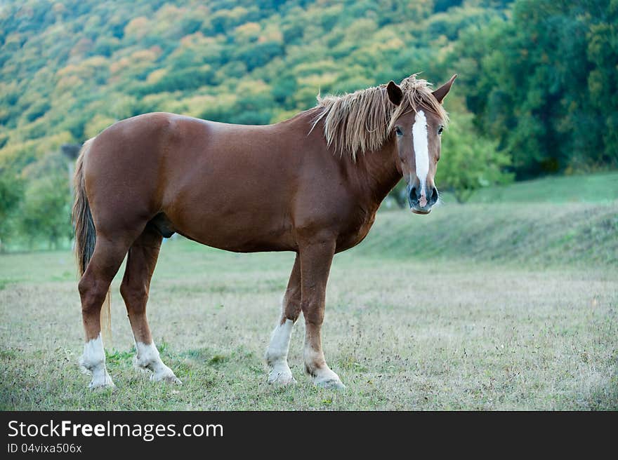 Photo beautiful horse walk freely on green meadow. Photo beautiful horse walk freely on green meadow