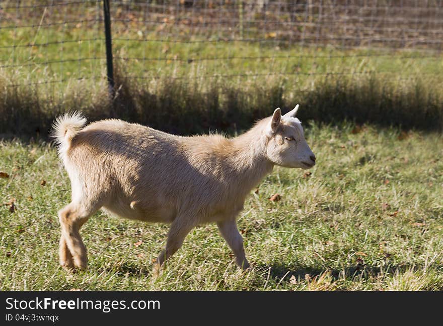 A kid is walking in the farm.