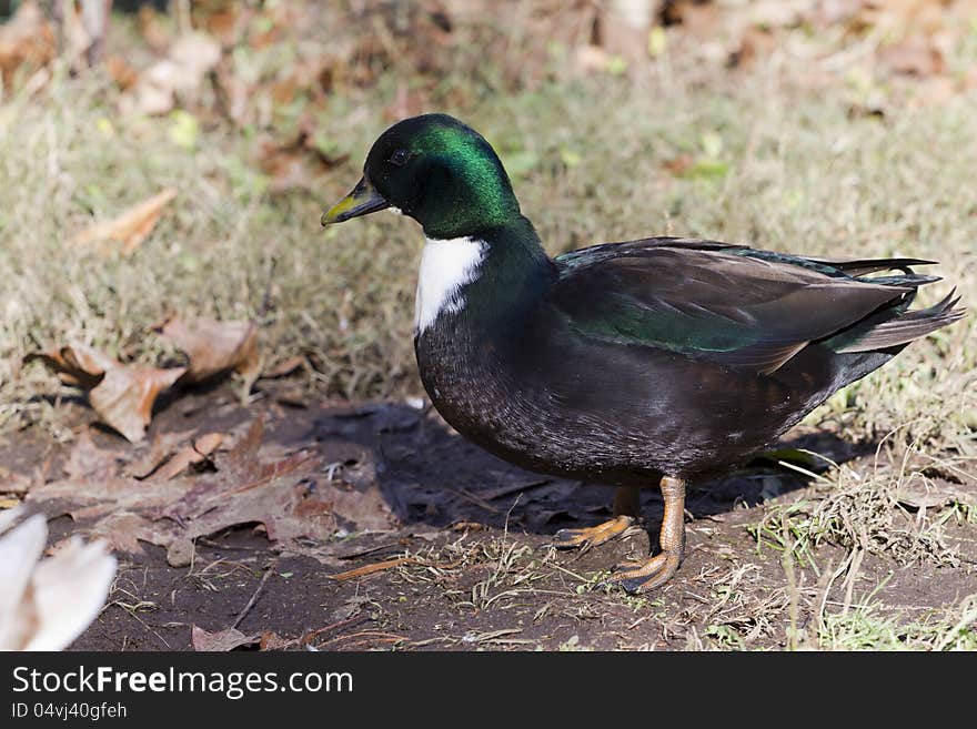 The original of Mini duck that was came from England