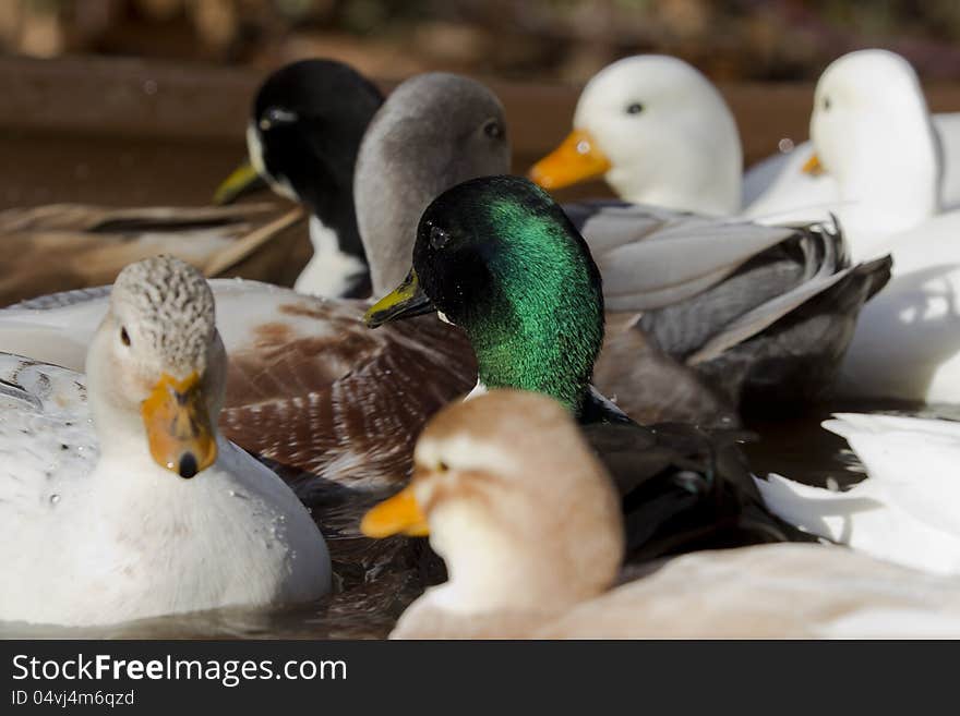 The original of Mini duck that was came from England. The original of Mini duck that was came from England