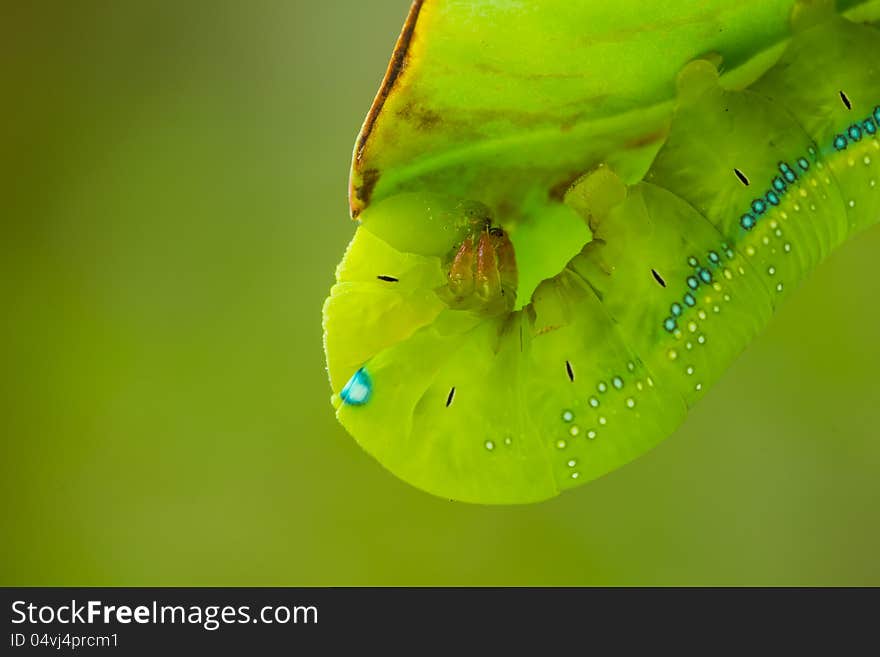 Close up of the green caterpillar