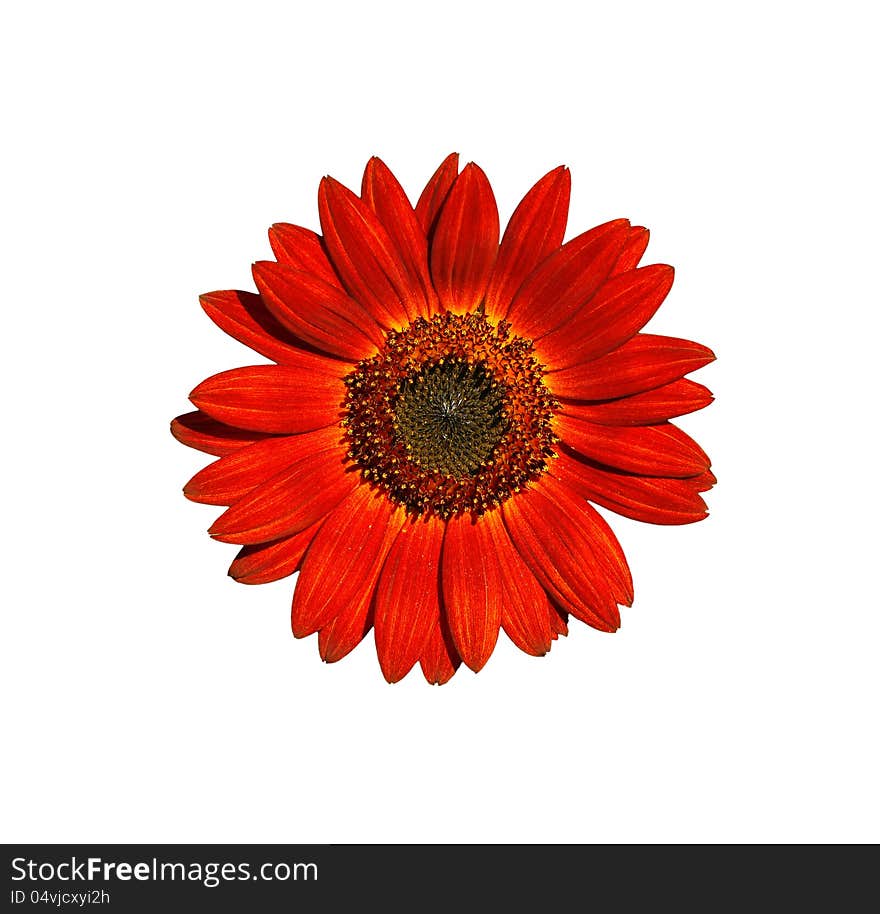 Sunflower on a white background. Sunflower on a white background