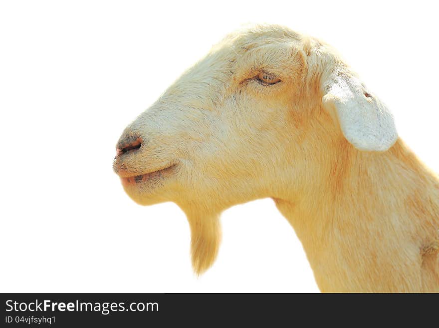 Face of a goat.