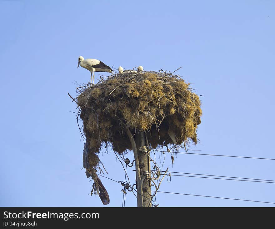 Storks in a nest on pole, blue sky in background. Storks in a nest on pole, blue sky in background