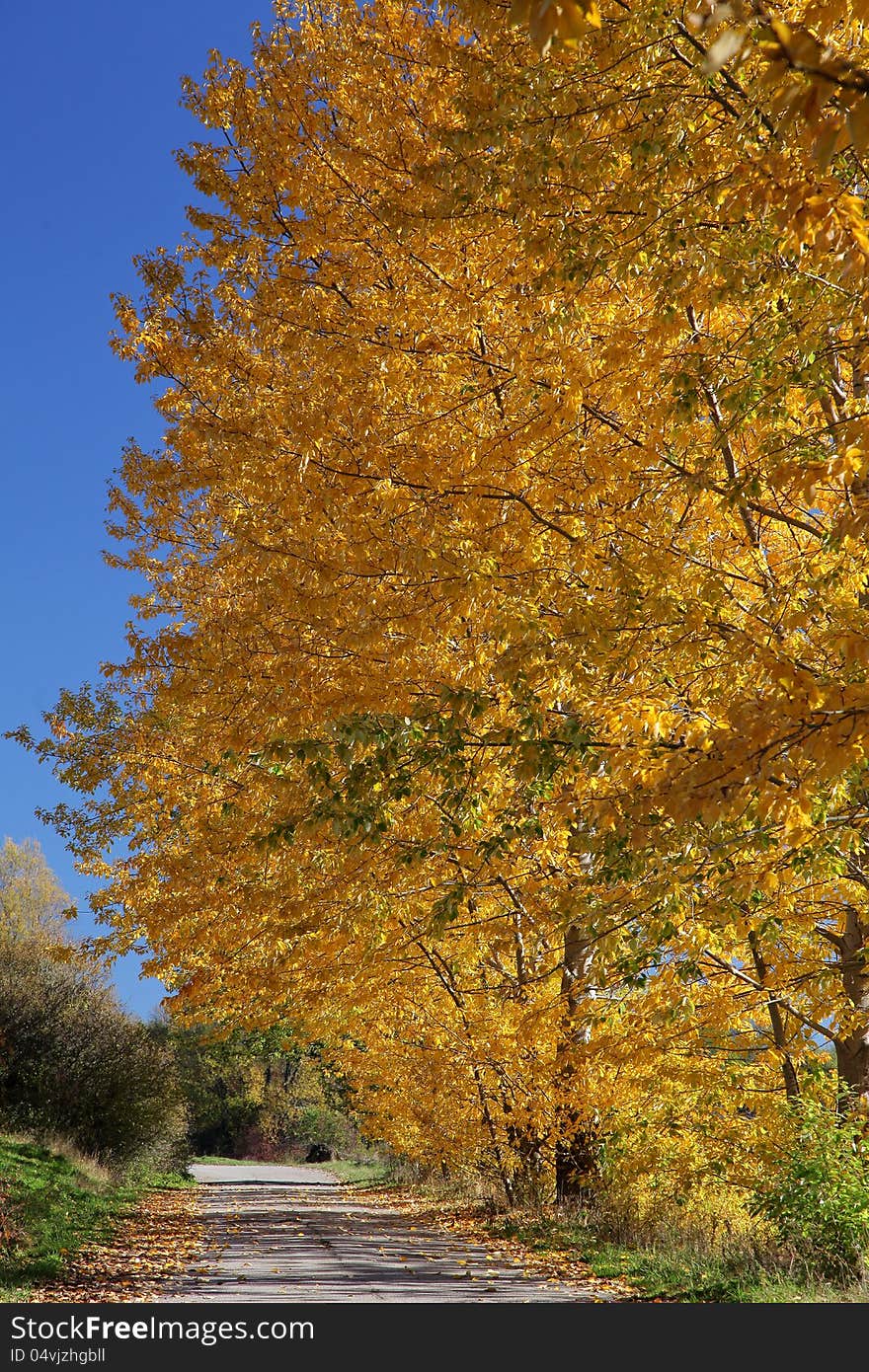 Autumn trees in region Liptov, Slovakia