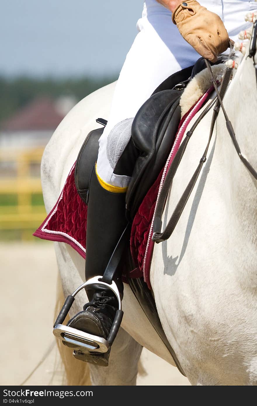 Dressage horse