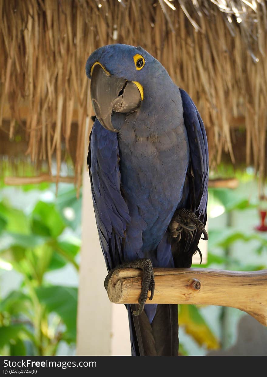 Hyacinth Macaw