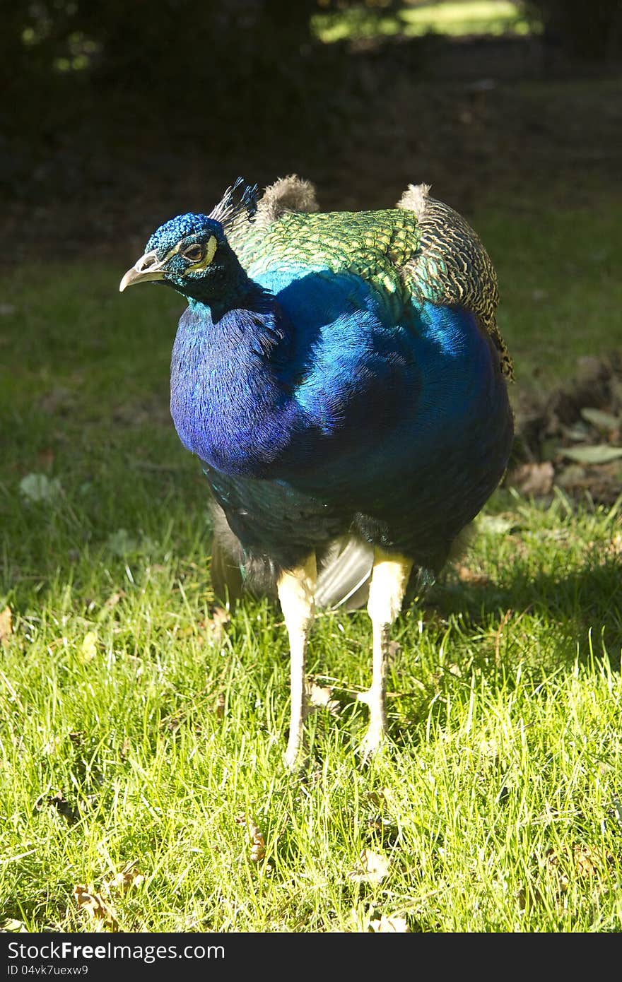 Vivid iridescent colouring on this peahen in sunlight at Kew Gardens