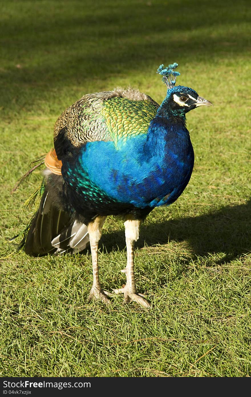 Vivid iridescent colouring on this peacock in sunlight at Kew Gardens. Vivid iridescent colouring on this peacock in sunlight at Kew Gardens