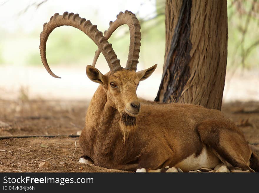 Wild goat in nature outside on a summer day