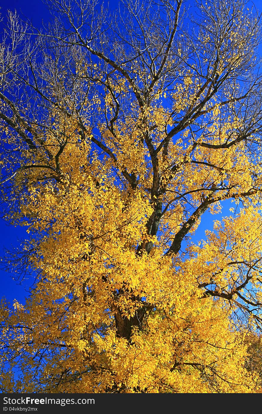 Autumn tree near water basin Liptovska Mara, Slovakia