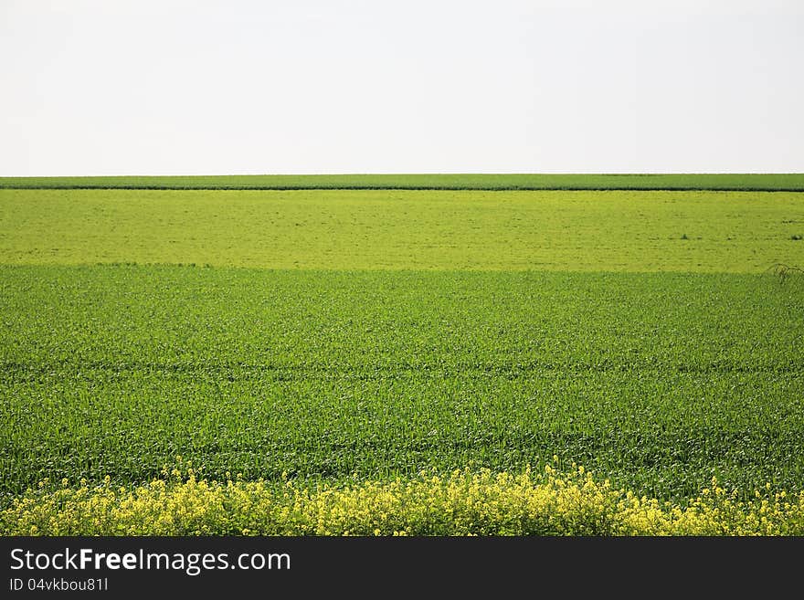 Beautiful yellow flowers in the field with a blue sky. Beautiful yellow flowers in the field with a blue sky.