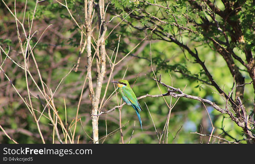 Bee-eater Greens - African Birds