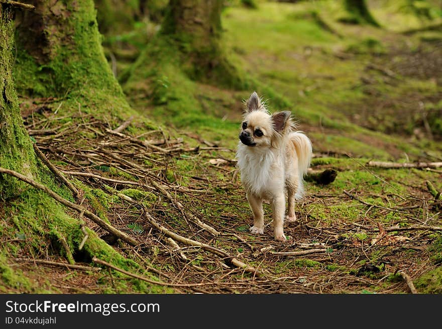 Fluffy Chihuahua