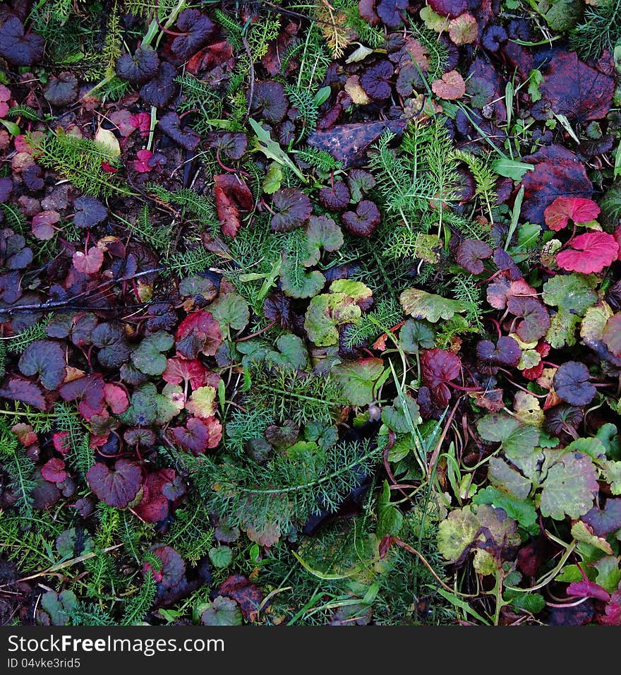 Autumn background with multicolor leafs and plants