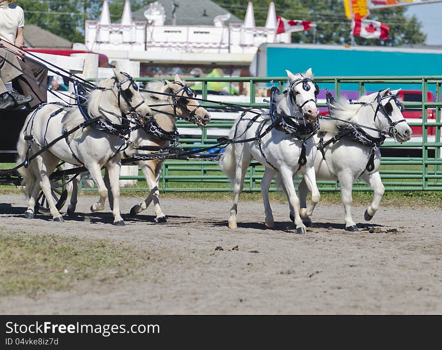 Team of White Miniatures Horse in Harness