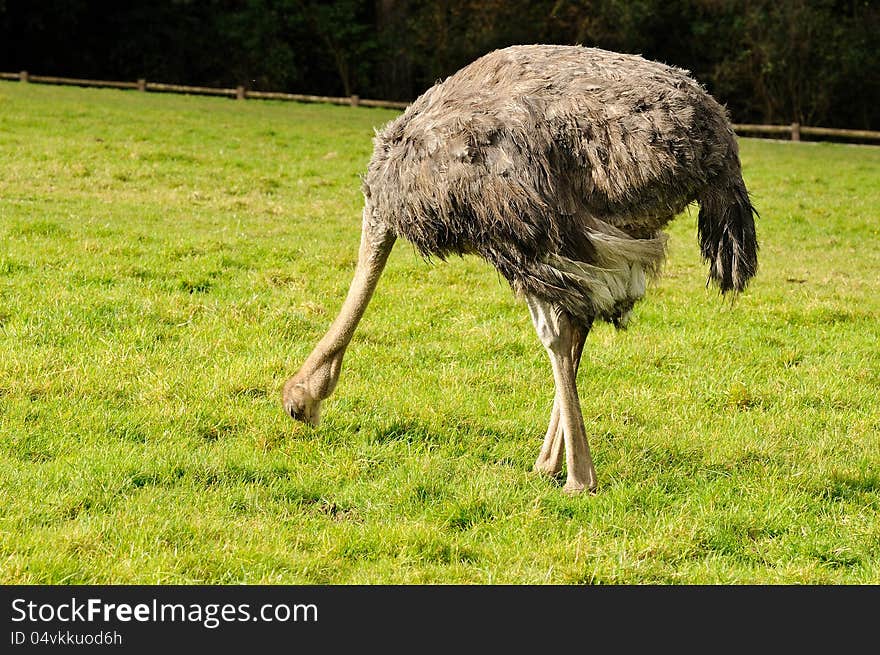 An ostrich pecking the green grass at a Wildlife Park. An ostrich pecking the green grass at a Wildlife Park.