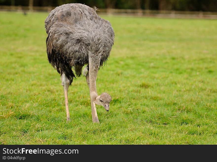 An ostrich looking for food