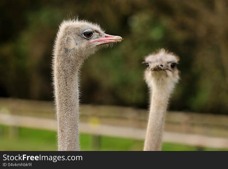 An Ostrich Couple