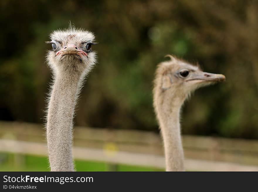 Ostrich Couple