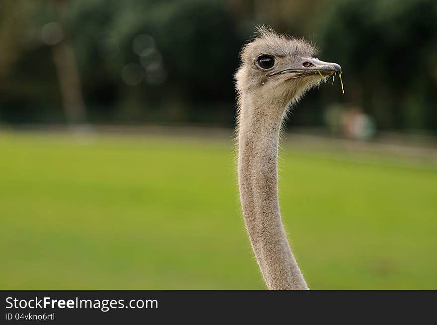 Close-up of an Ostrich