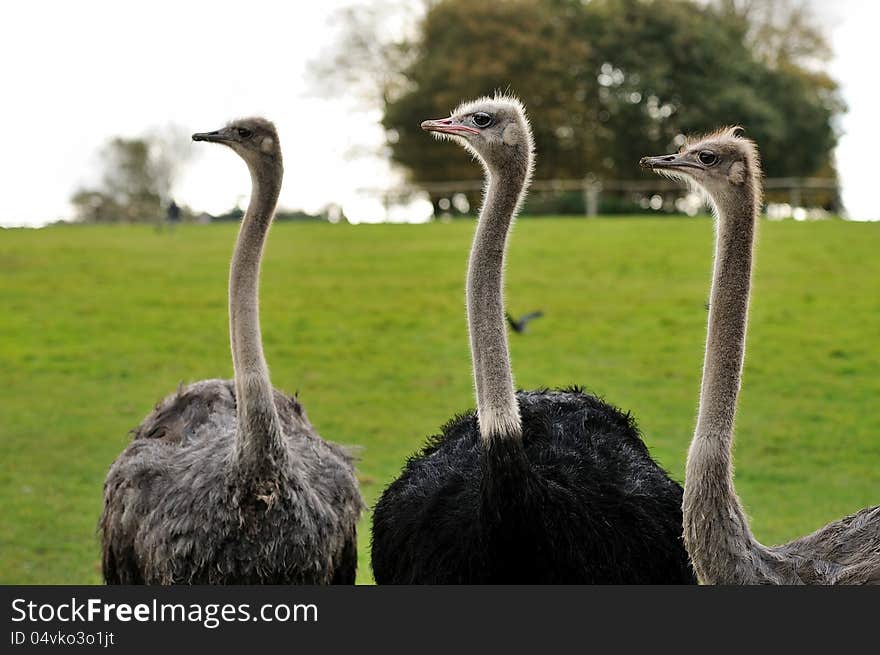 Three Ostriches