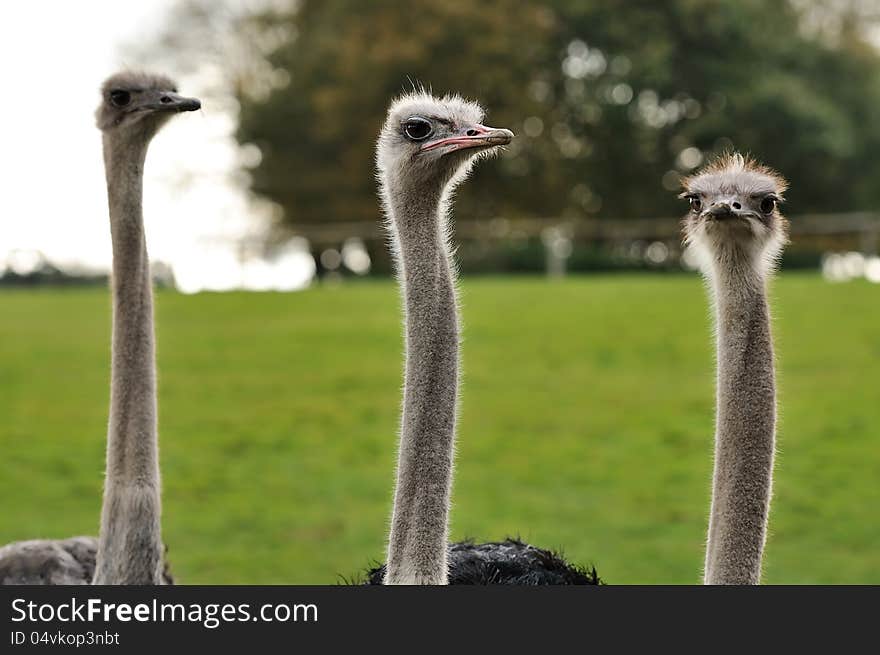 A trio of Ostriches