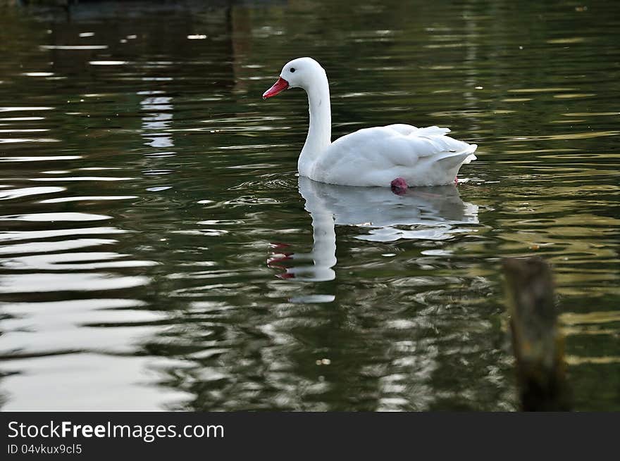 A Lonely White Swan