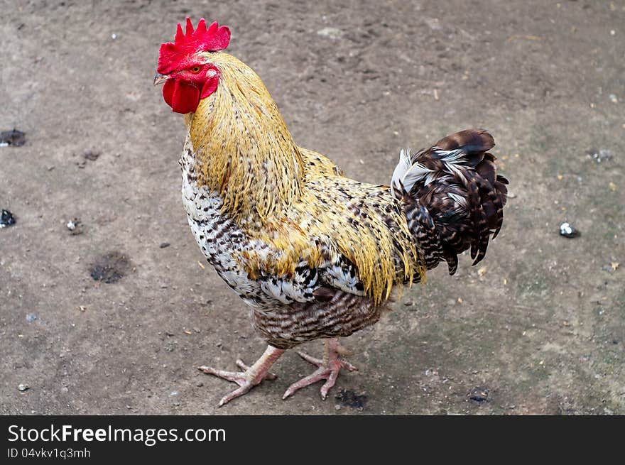 Rooster walking around the yard