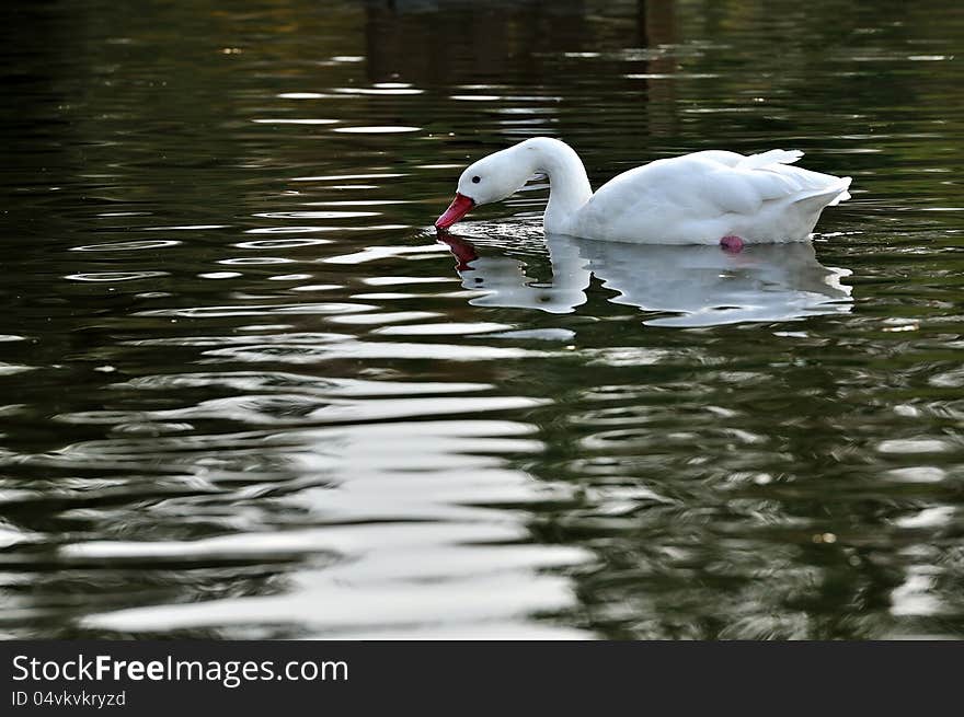 A white swan swimming in a calm pond, drinking the water. A white swan swimming in a calm pond, drinking the water.