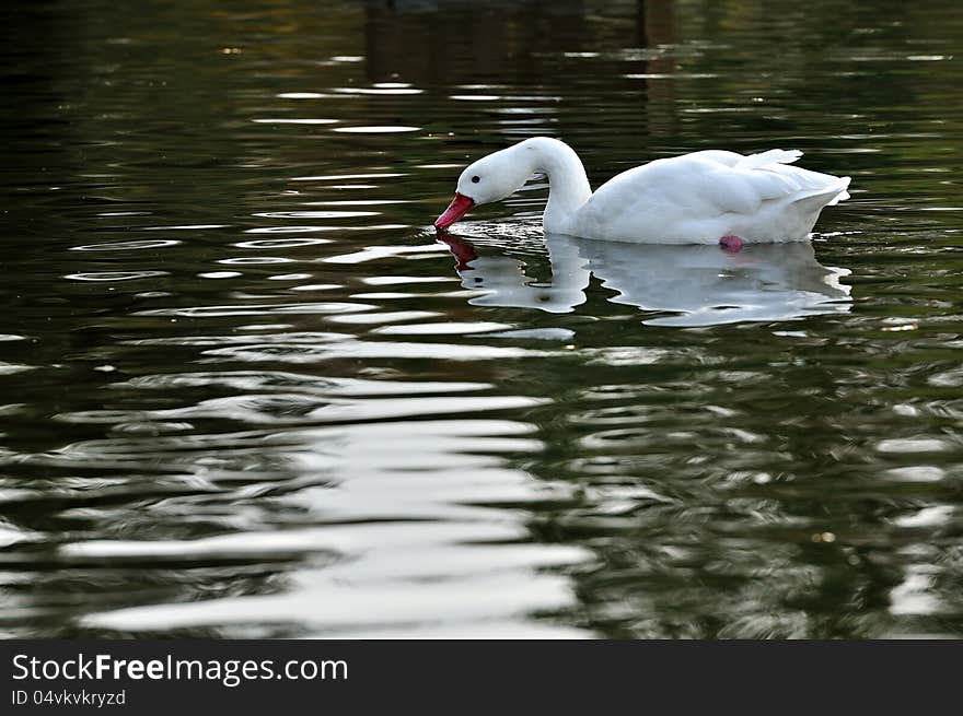 A lone white swan in a pond