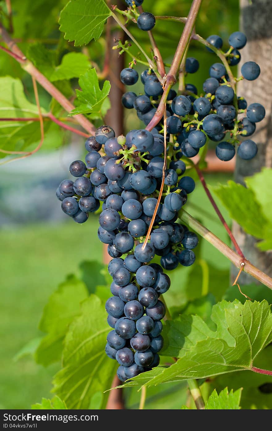 Ripe fruit on the bush. Ripe fruit on the bush