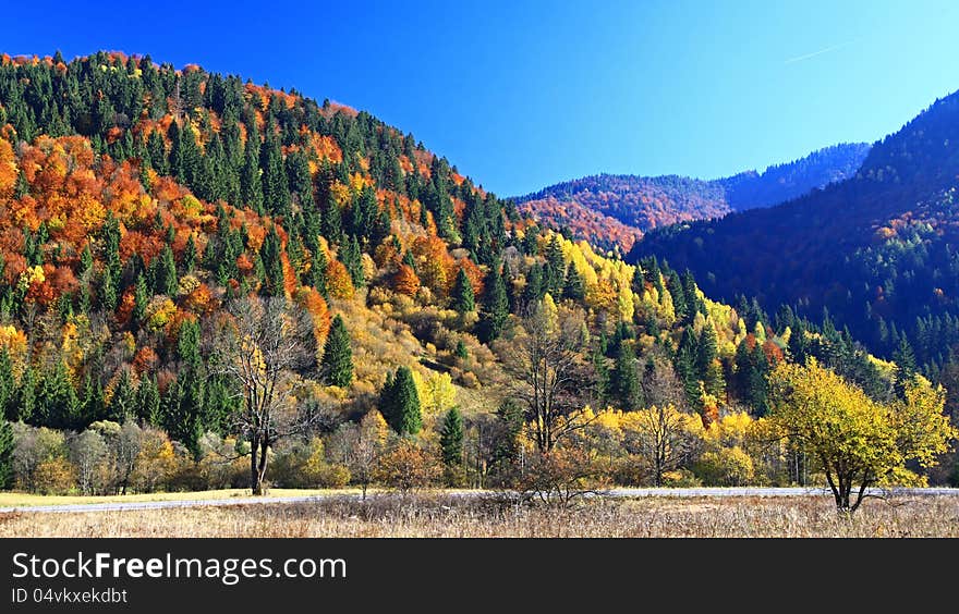 Autumn forest