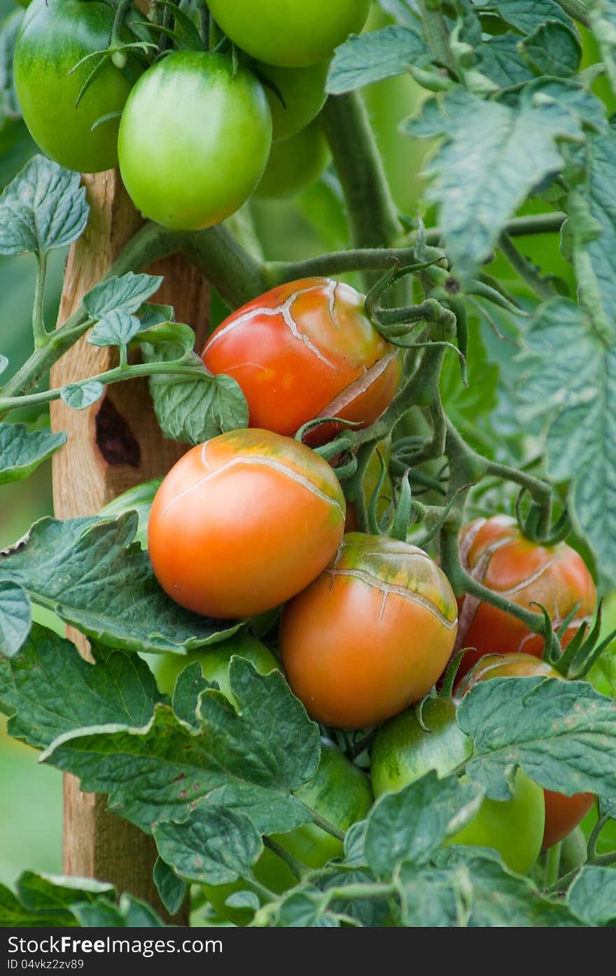 Ripe Tomato still on the vine with a rural type background