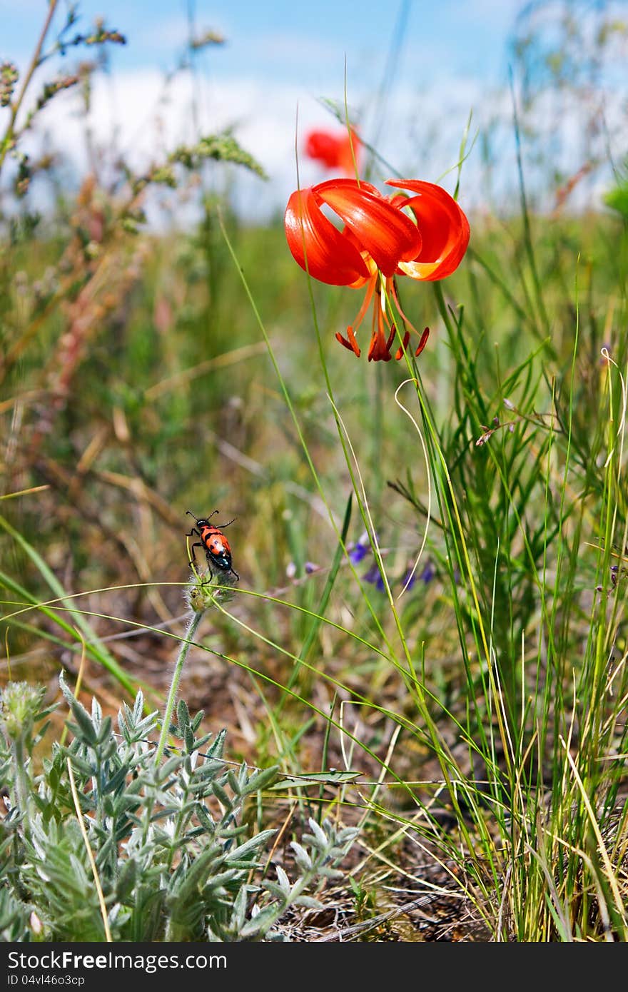 Lily Angustifoliate And The Red Beetle