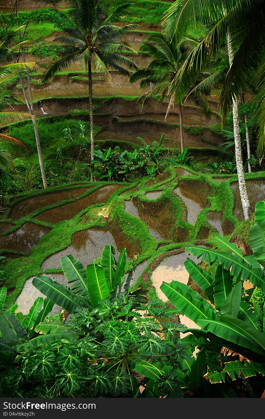 Paddy field in the hillside, photographed in Tegallalang, Bali, Indonesia. Paddy field in the hillside, photographed in Tegallalang, Bali, Indonesia