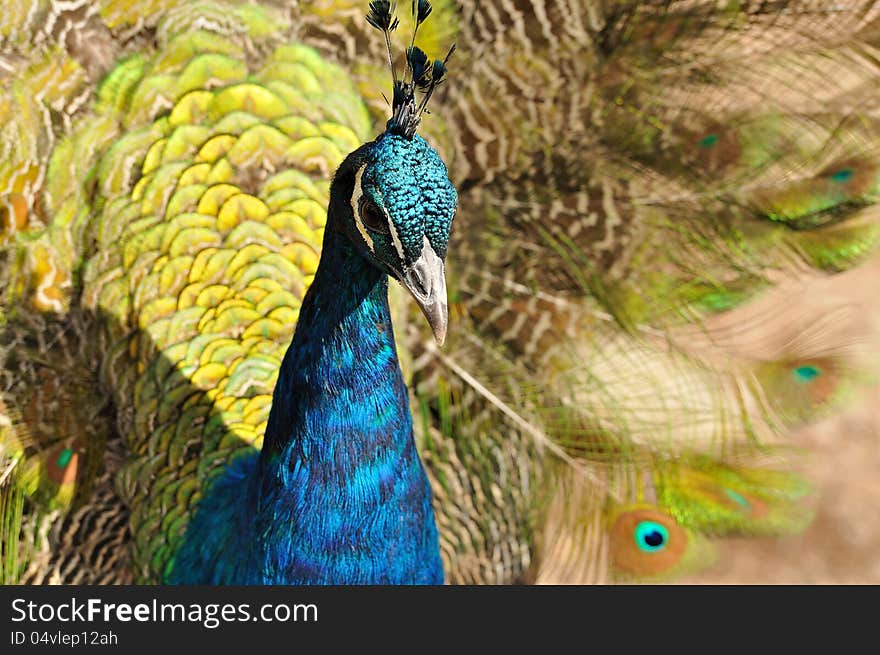 Portrait Of A Peacock