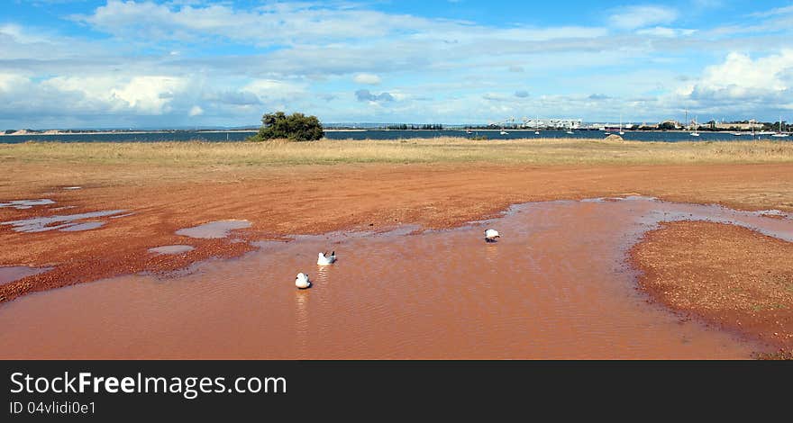 Three seagulls are in a muddy water pool after a shower of rain on a late spring afternoon in Bunbury south western Australia. Three seagulls are in a muddy water pool after a shower of rain on a late spring afternoon in Bunbury south western Australia.