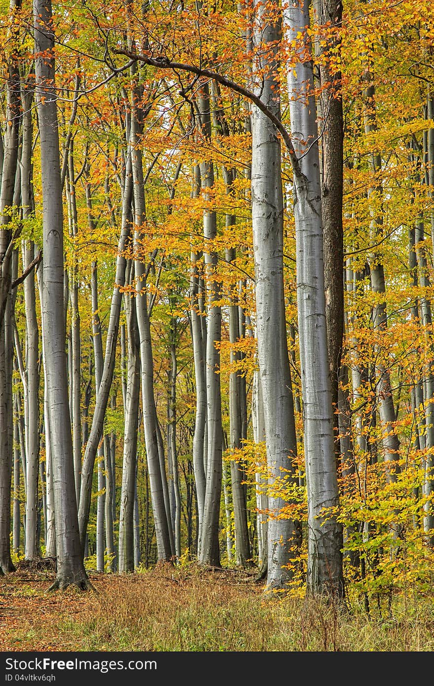 Colorful autumn forest in Hungary