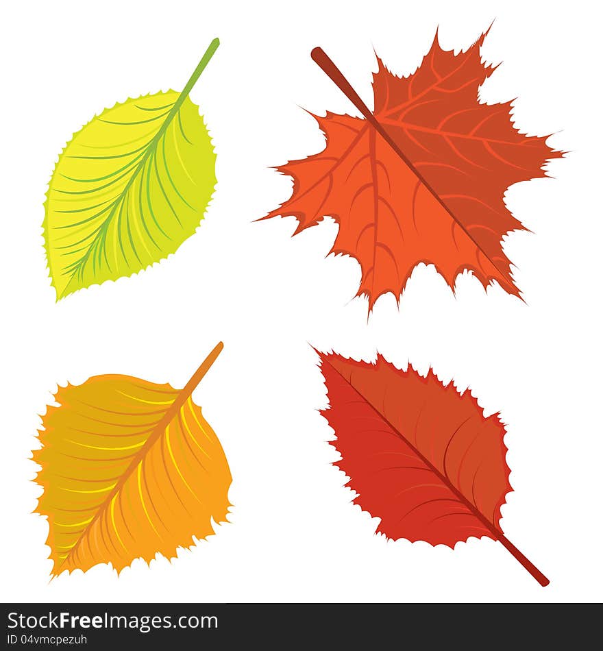 Set of colorful bright autumn leaves on white background. Set of colorful bright autumn leaves on white background.