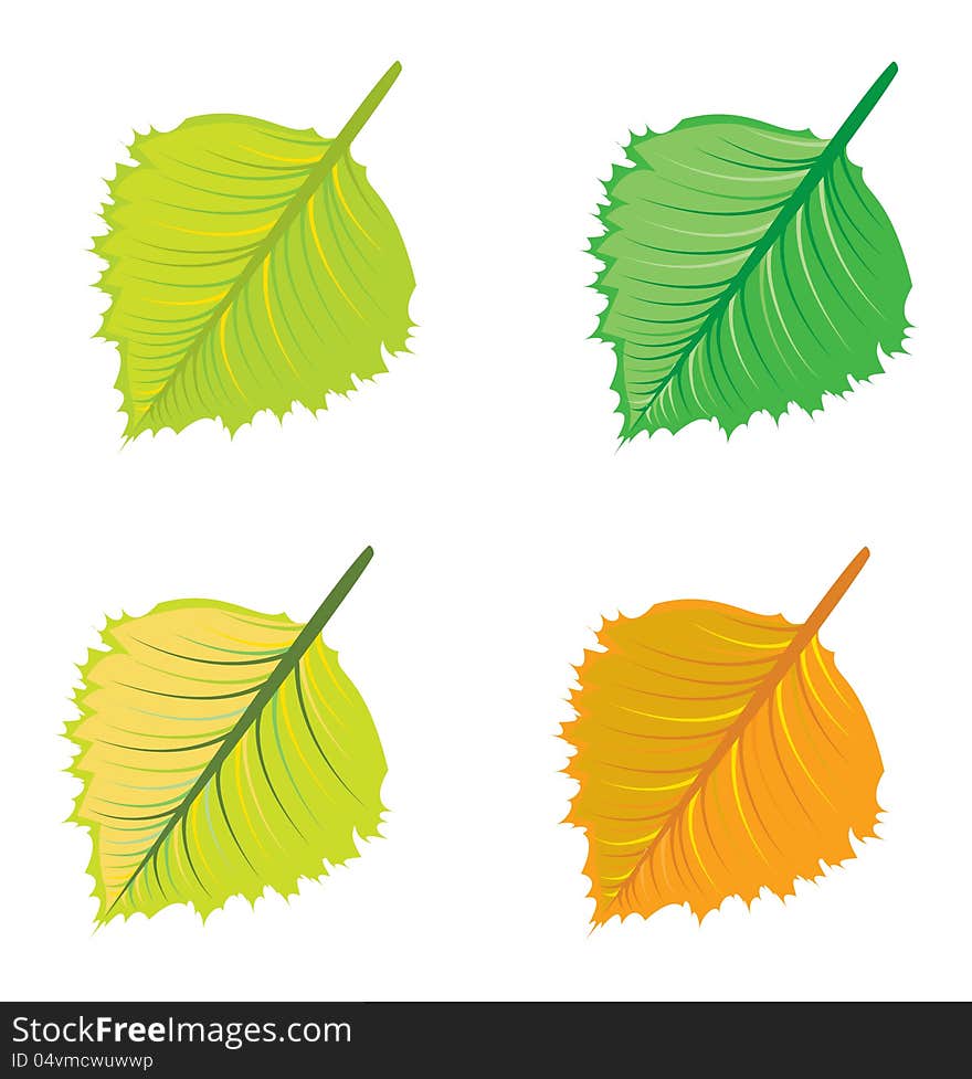 Set of colorful bright leaves on white background. Set of colorful bright leaves on white background.