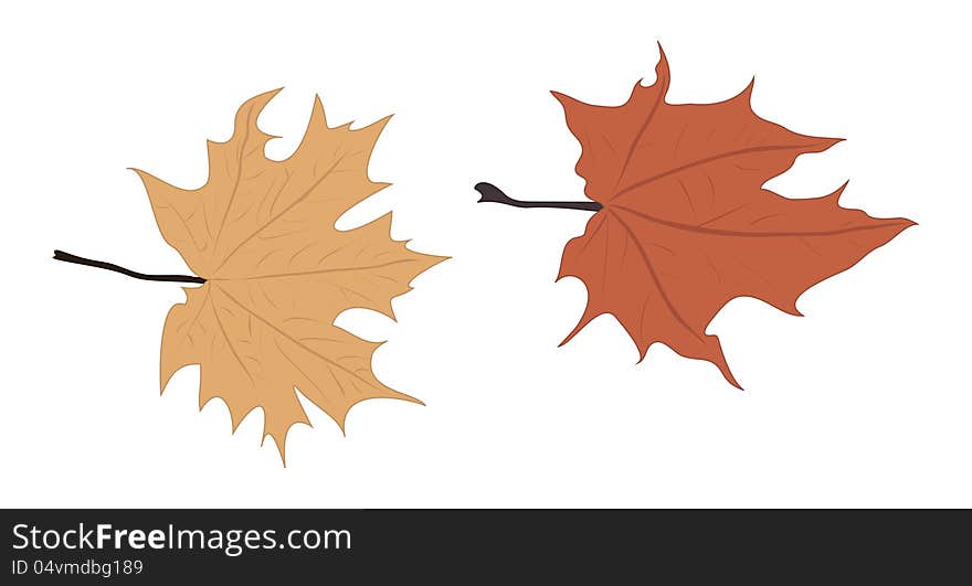 Illustration of two colorful autumn leaves on white. Illustration of two colorful autumn leaves on white.