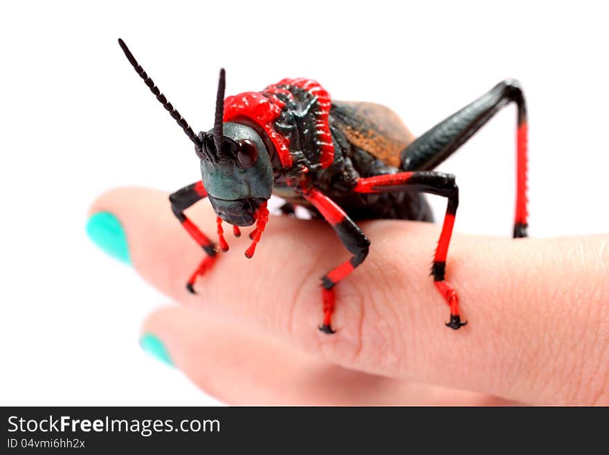 Foaming Grasshopper on a ladies fingers