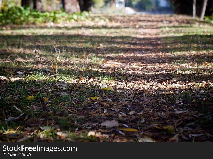 Forest Path