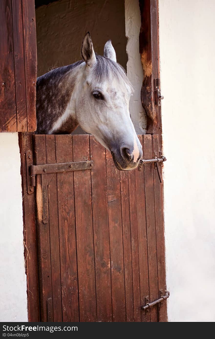 Race horse in the stable