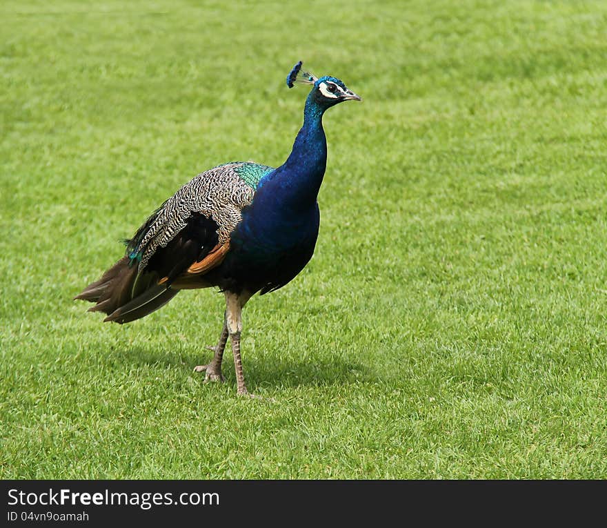 A Beautiful Peacock Bird Walking on a Grass Lawn. A Beautiful Peacock Bird Walking on a Grass Lawn.