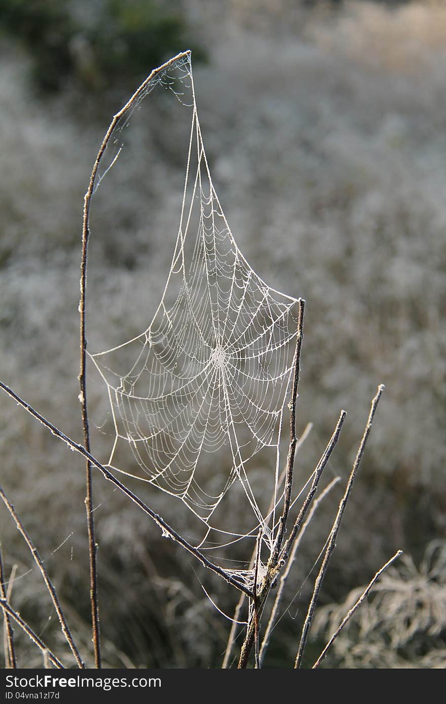 A Beautiful Spider's Cobweb on a Frosty Morning. A Beautiful Spider's Cobweb on a Frosty Morning.