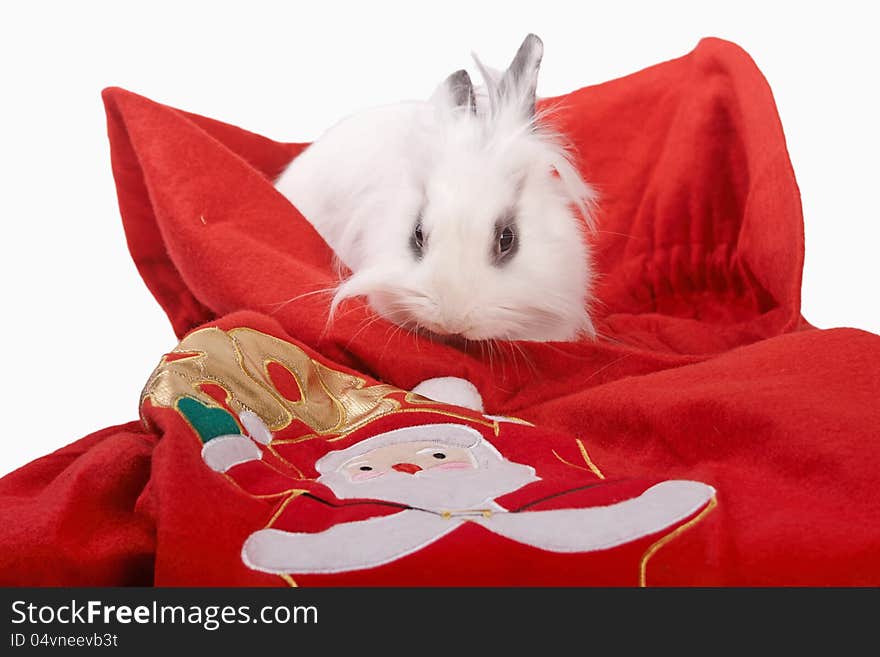 Small white rabbit on the santa sack